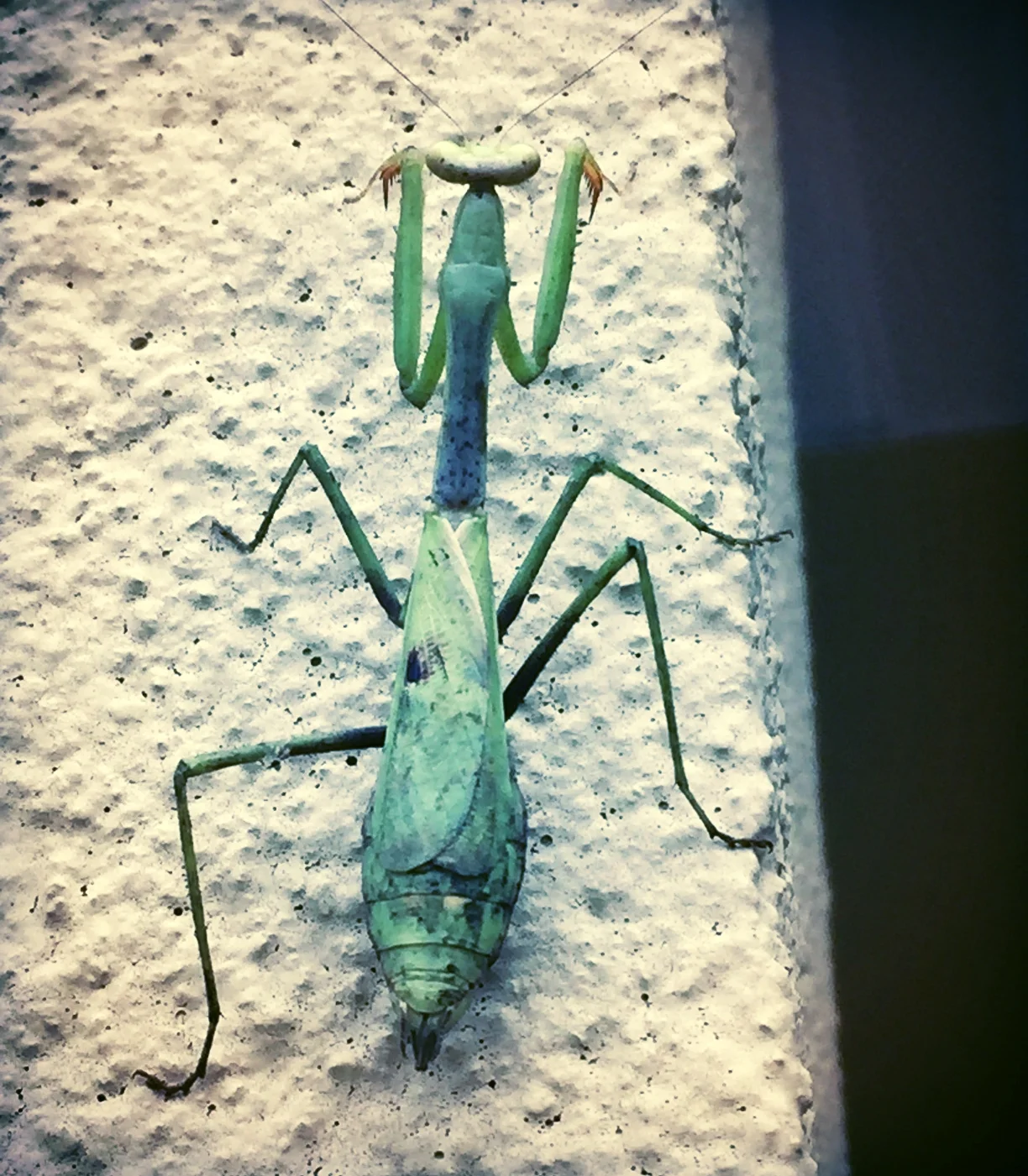 Found this little fella just outside the building where our class was. It was really interesting to watch it walk up the post because it did a little bounce with every step. This just so happened to coincide with Carrie teaching us about the importance of elastic recoil in the fascial tissue. 