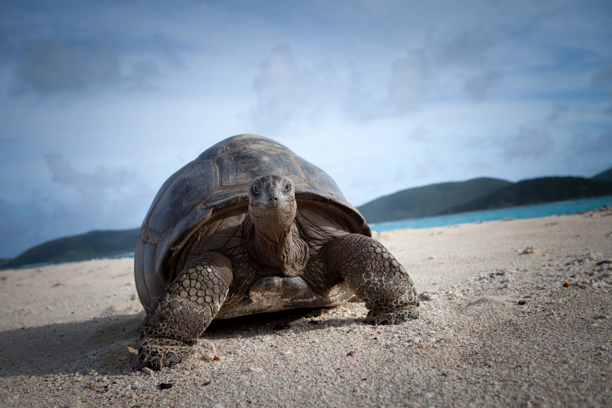 necker-island-tortoise-on-beach.jpg