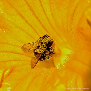 History for Half Pints - Family Program