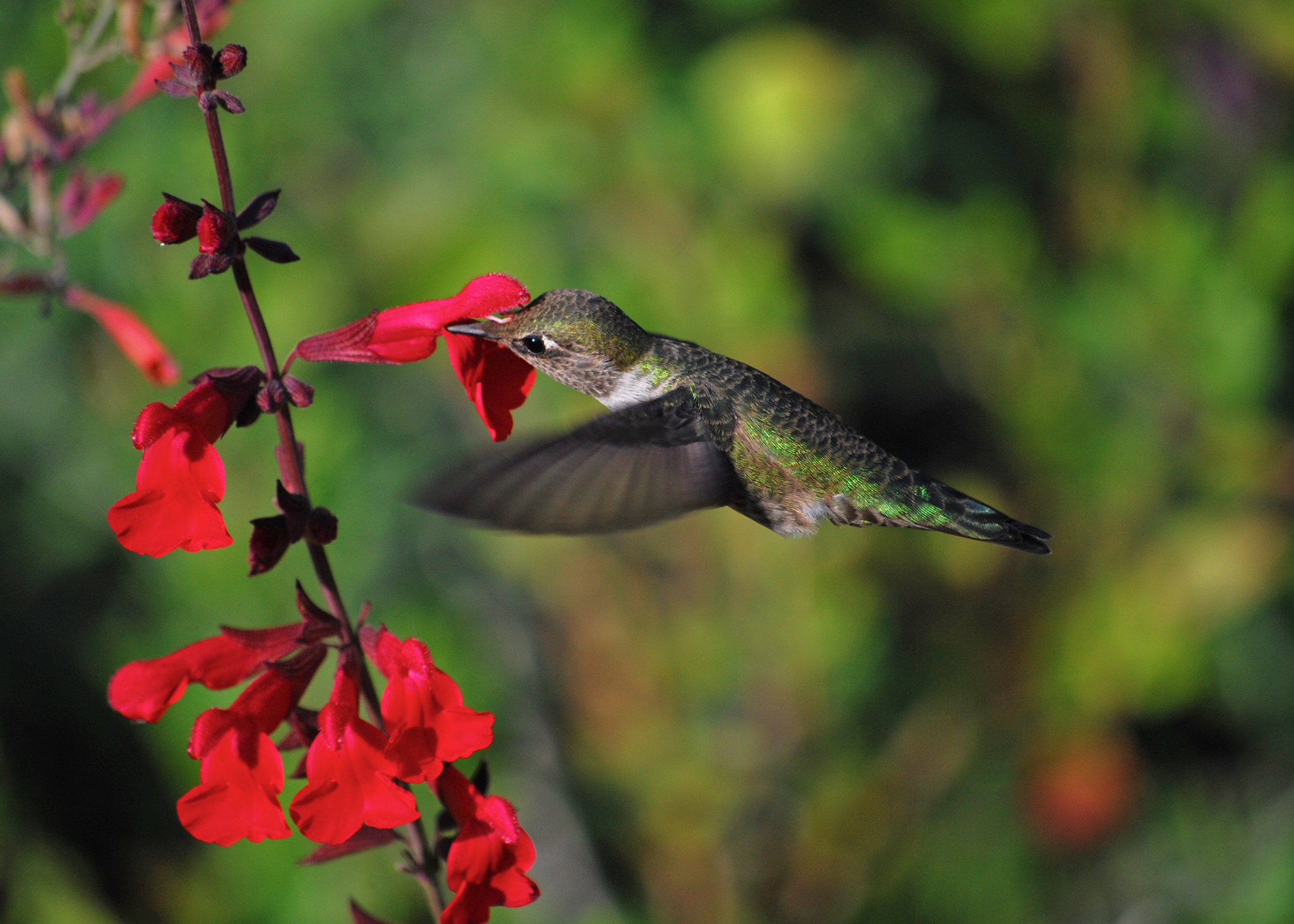 Anna's Hummingbird.jpg