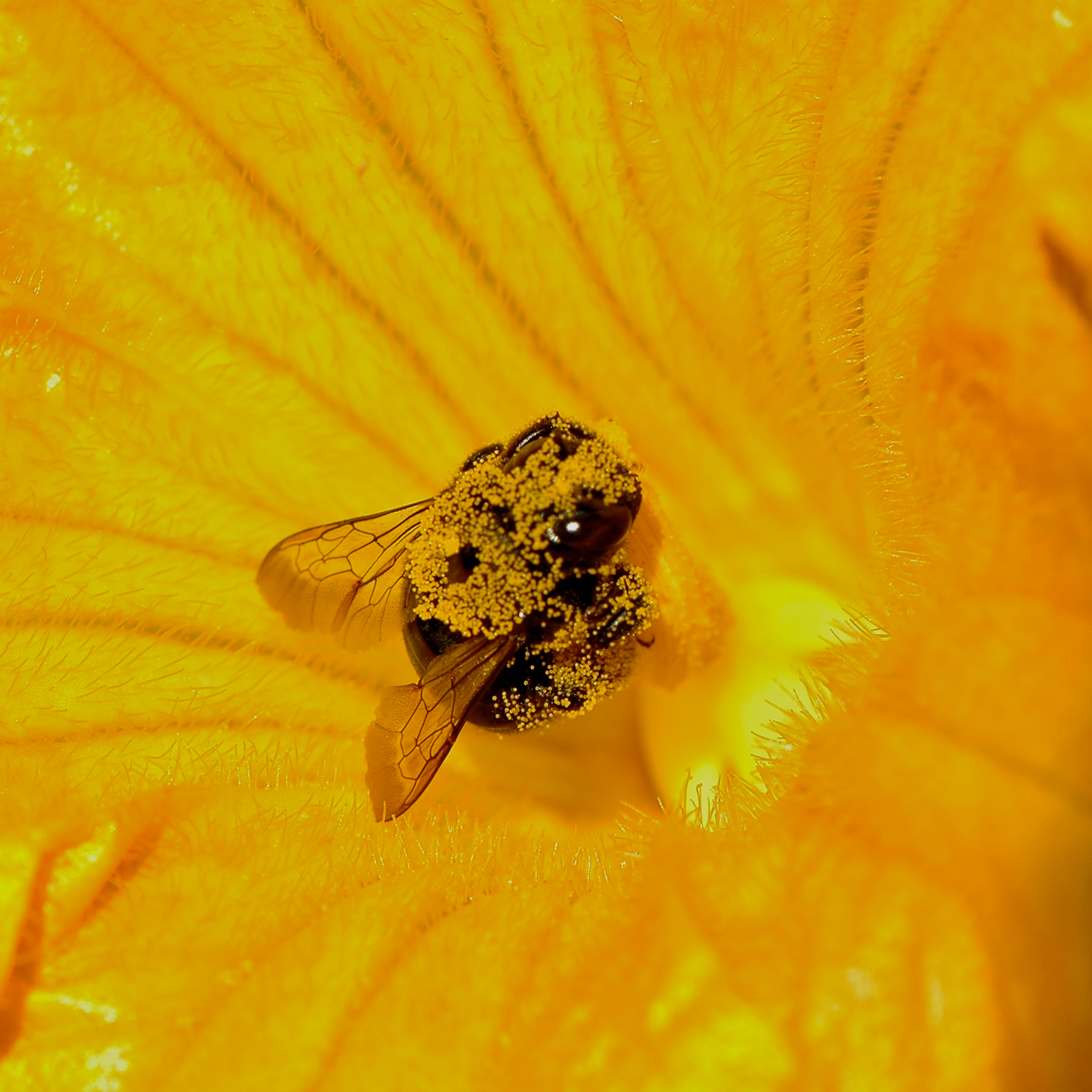 Squash Bee.jpg