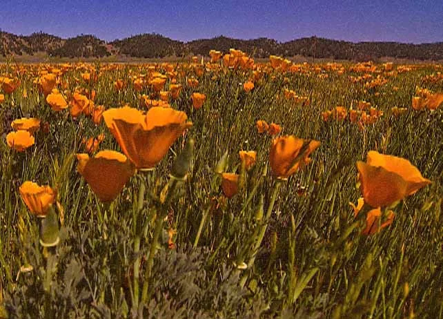 History for Half Pints - Family Program (Native Plants)