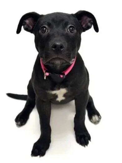 A black female puppy with a white spot on her chest looks up at the camera. Her name is Ceviche and she is 5 months old.