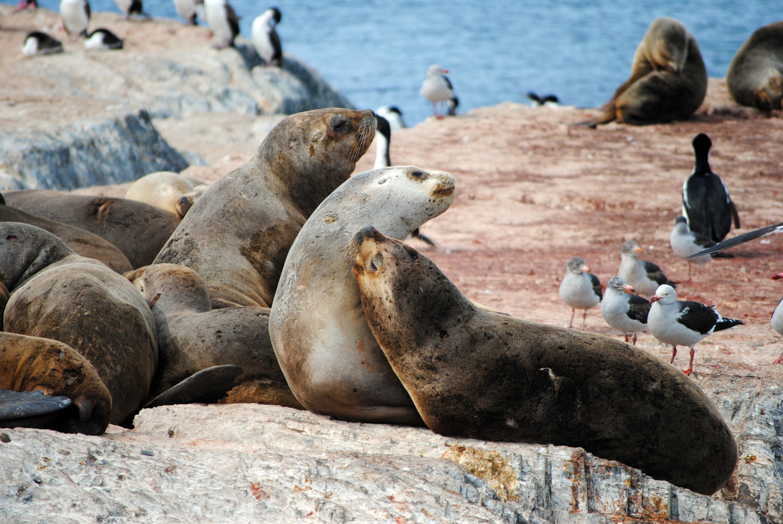 South American Sea Lions, Beagle Channel, Ushuaia, Argentina - Maggie a la Mode