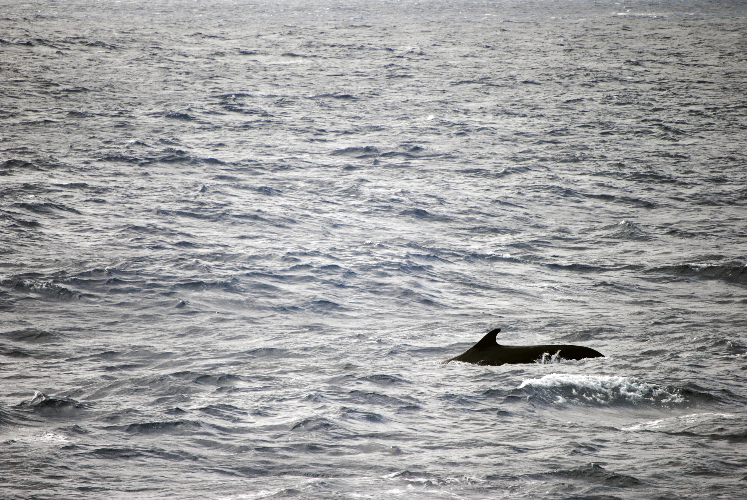 Fin whale, Drake Passage, Antarctica - Maggie a la Mode
