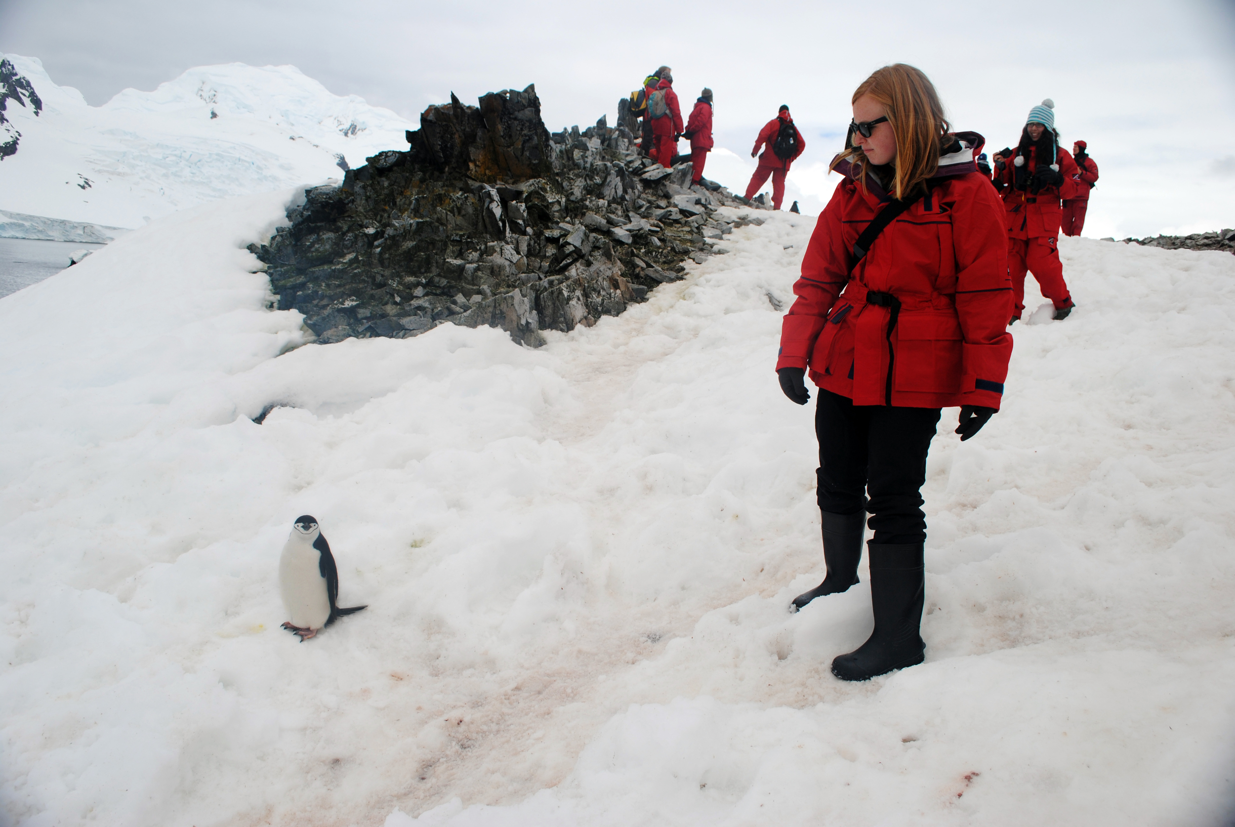 Chinstrap penguin, Half Moon Island, Antarctica - Maggie a la Mode