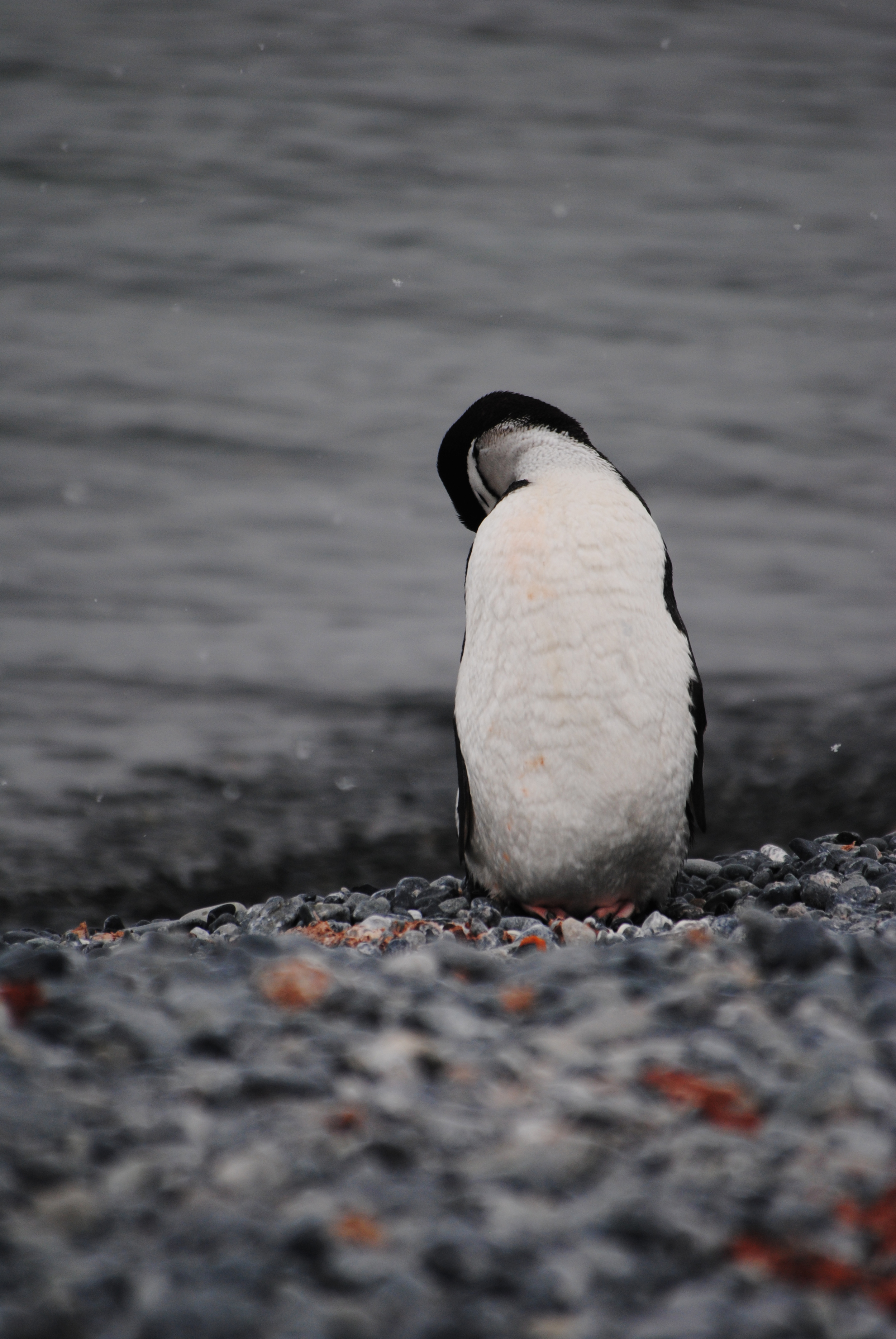 Chinstrap penguin, Half Moon Island, Antarctica - Maggie a la Mode