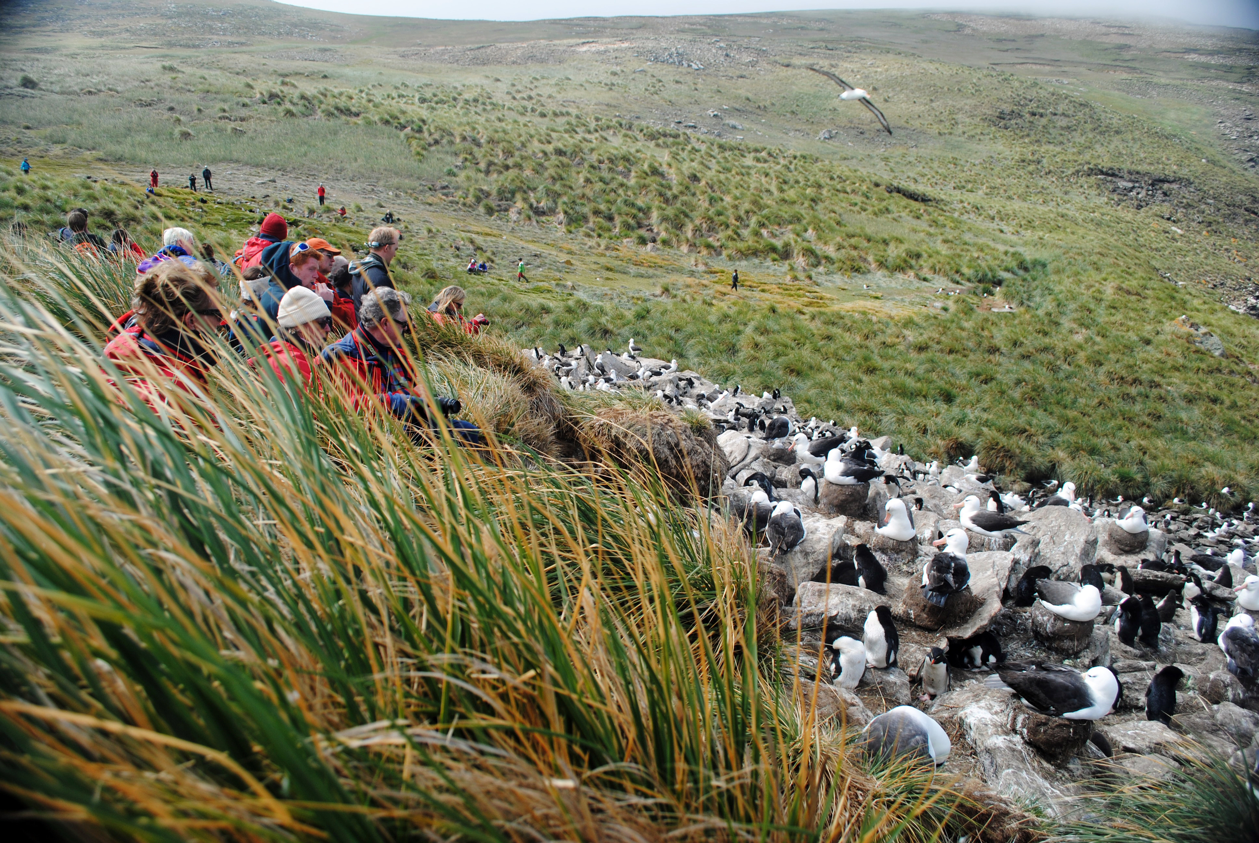 Falkland Islands, Saunders Island, black browed albatross, rockhopper penguin, penguins - Maggie a la Mode