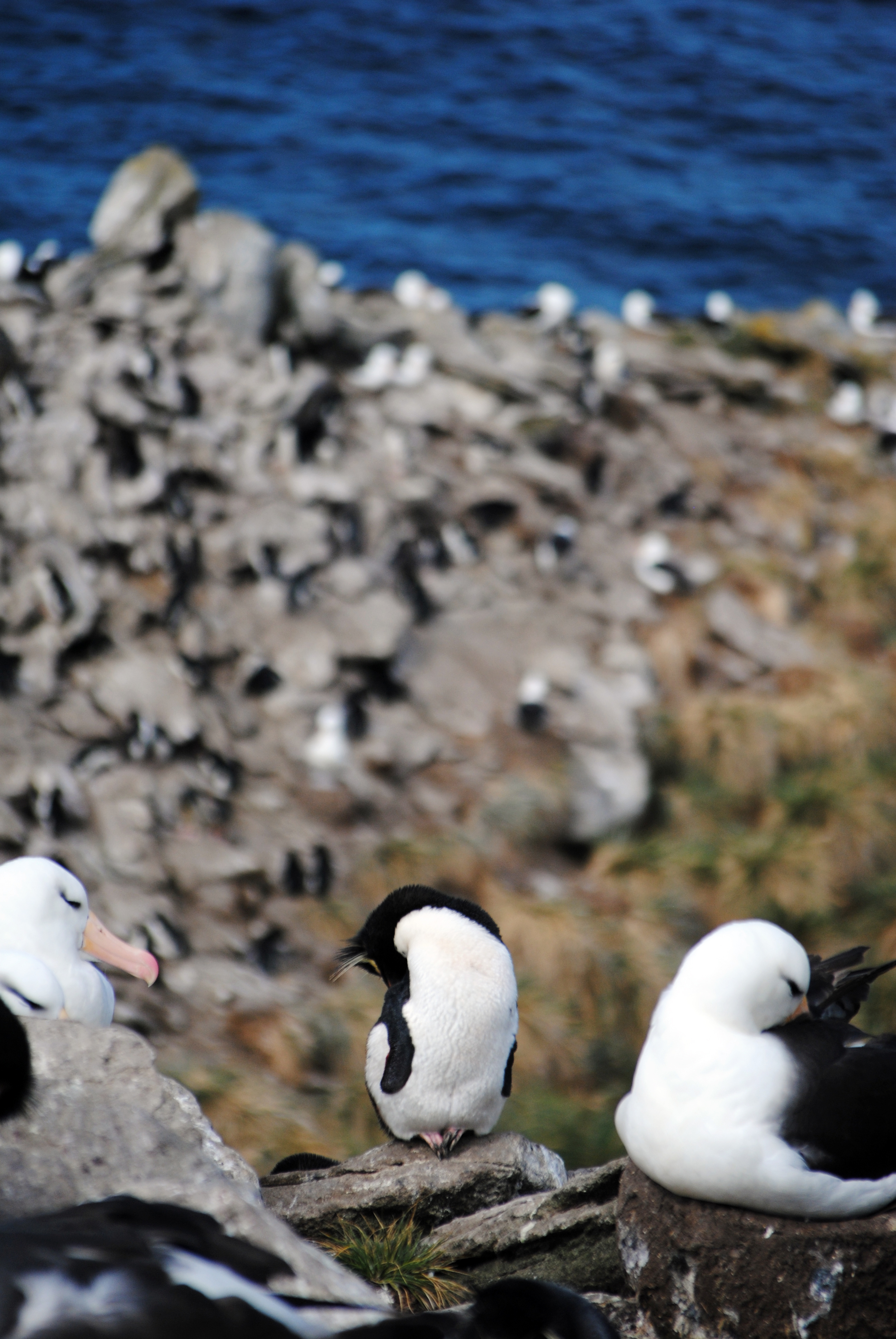 Falkland Islands, Saunders Island, black browed albatross, rockhopper penguin, penguins - Maggie a la Mode