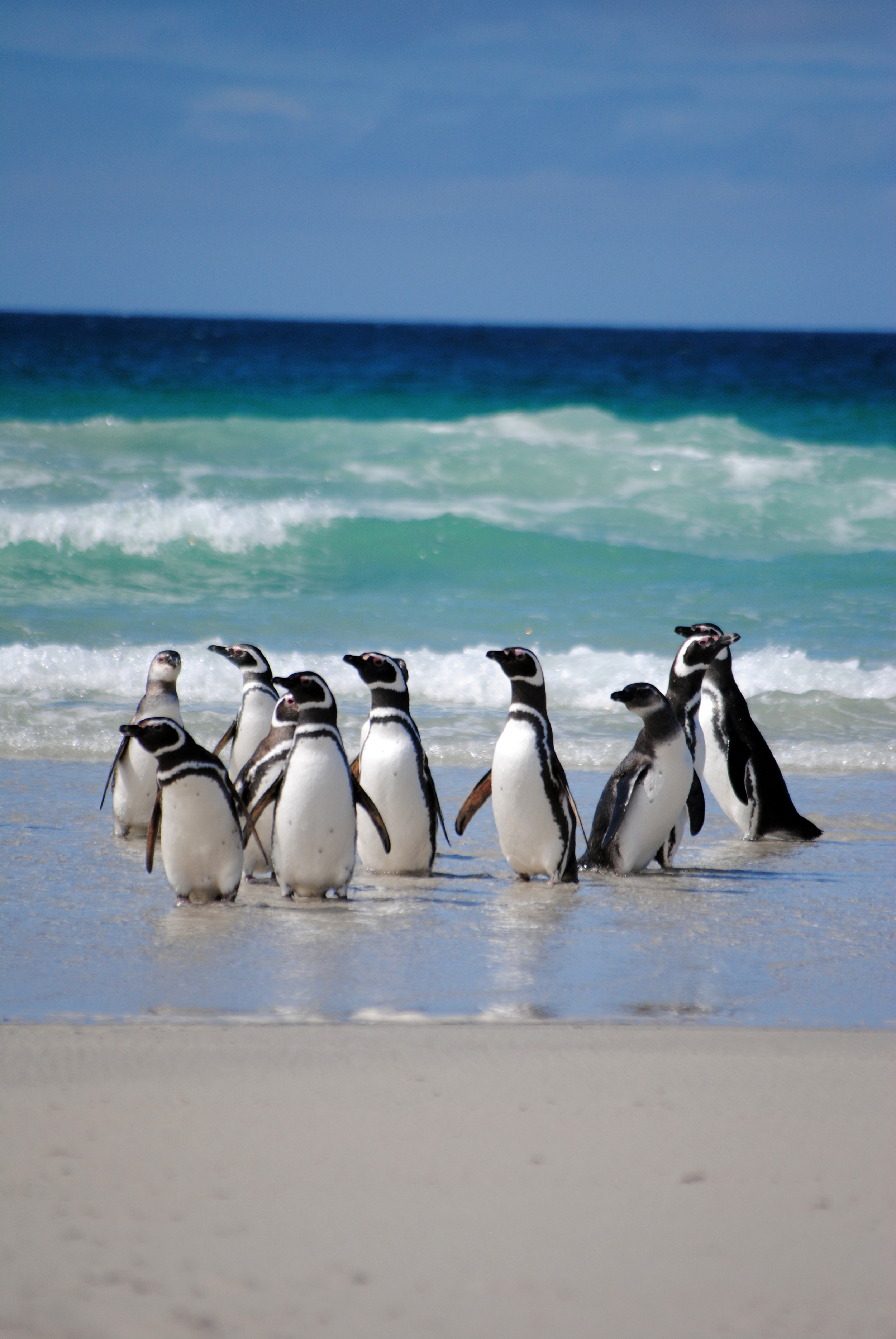 Falkland Islands, Saunders Island - Maggie a la Mode