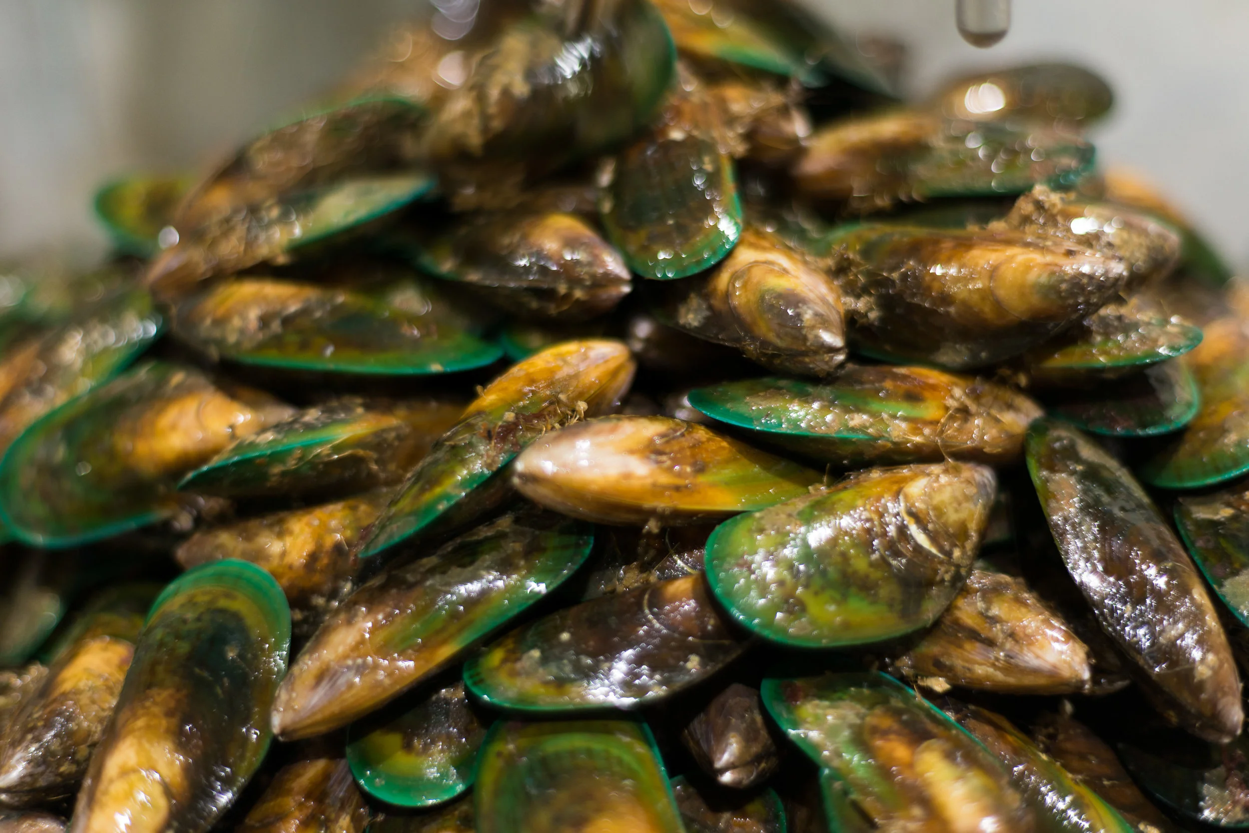 New mussel assets provide boost for Kono