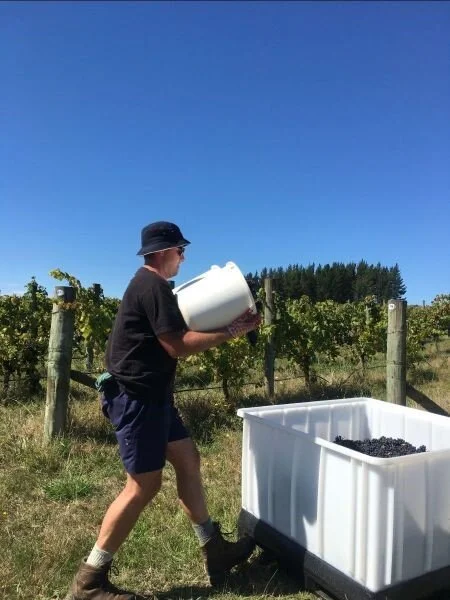 Harvest Whenua Awa.jpg