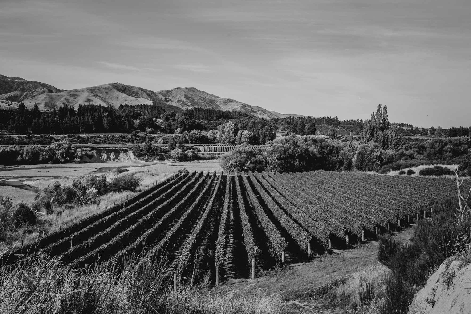 1-Tohu-Hero-Vineyard-WhenuaAwa015-bw.jpg