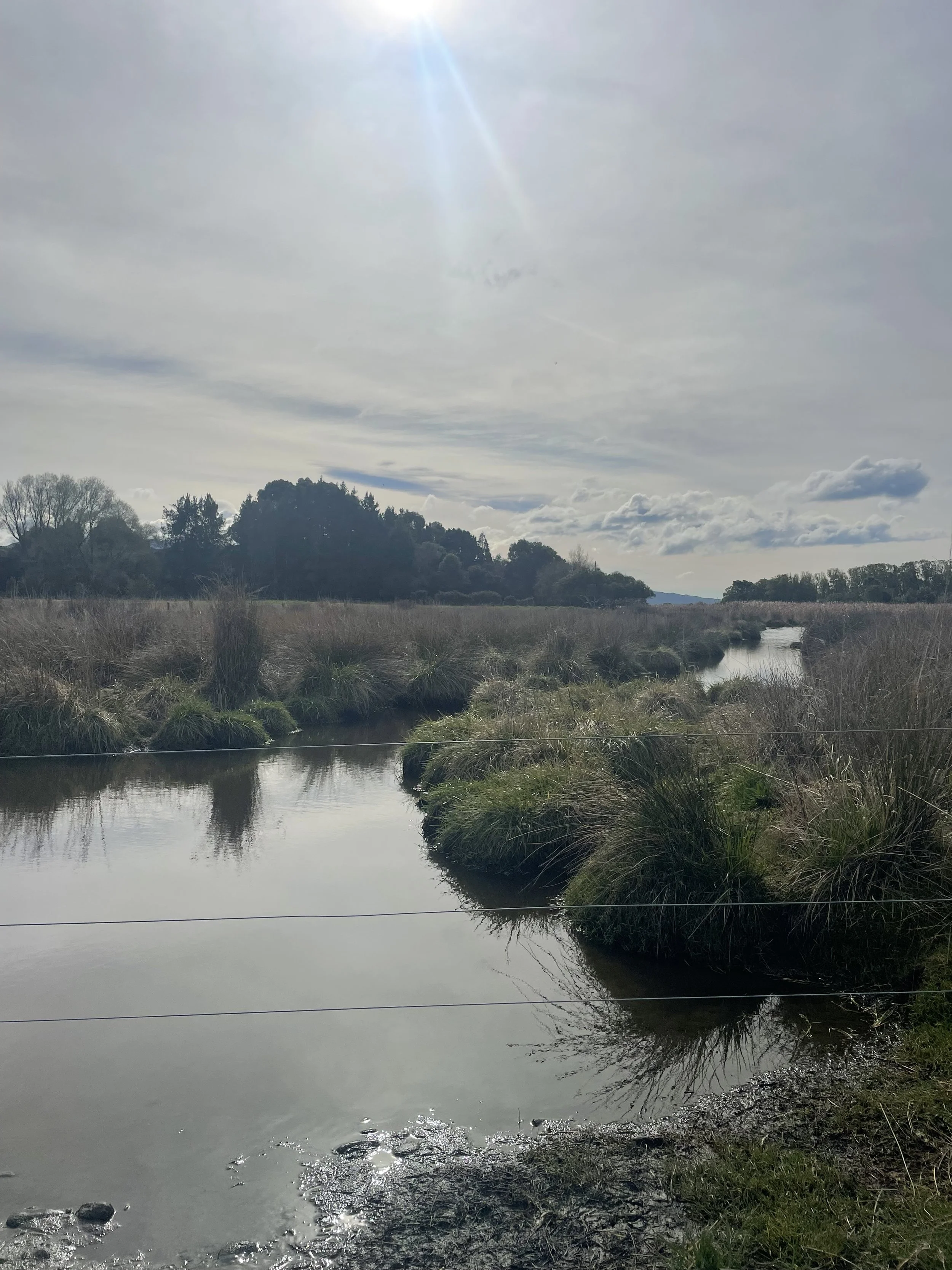 Exciting News - Funding successful for Wetland Project in Motueka 