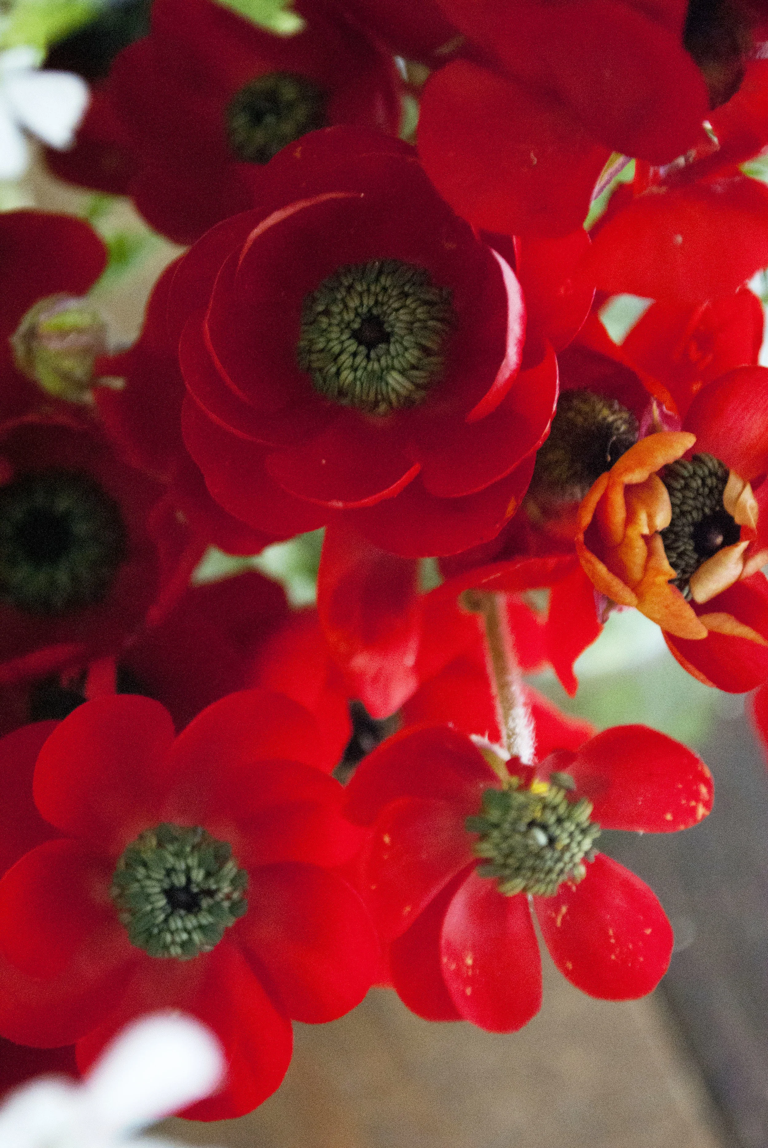 033011Poppies