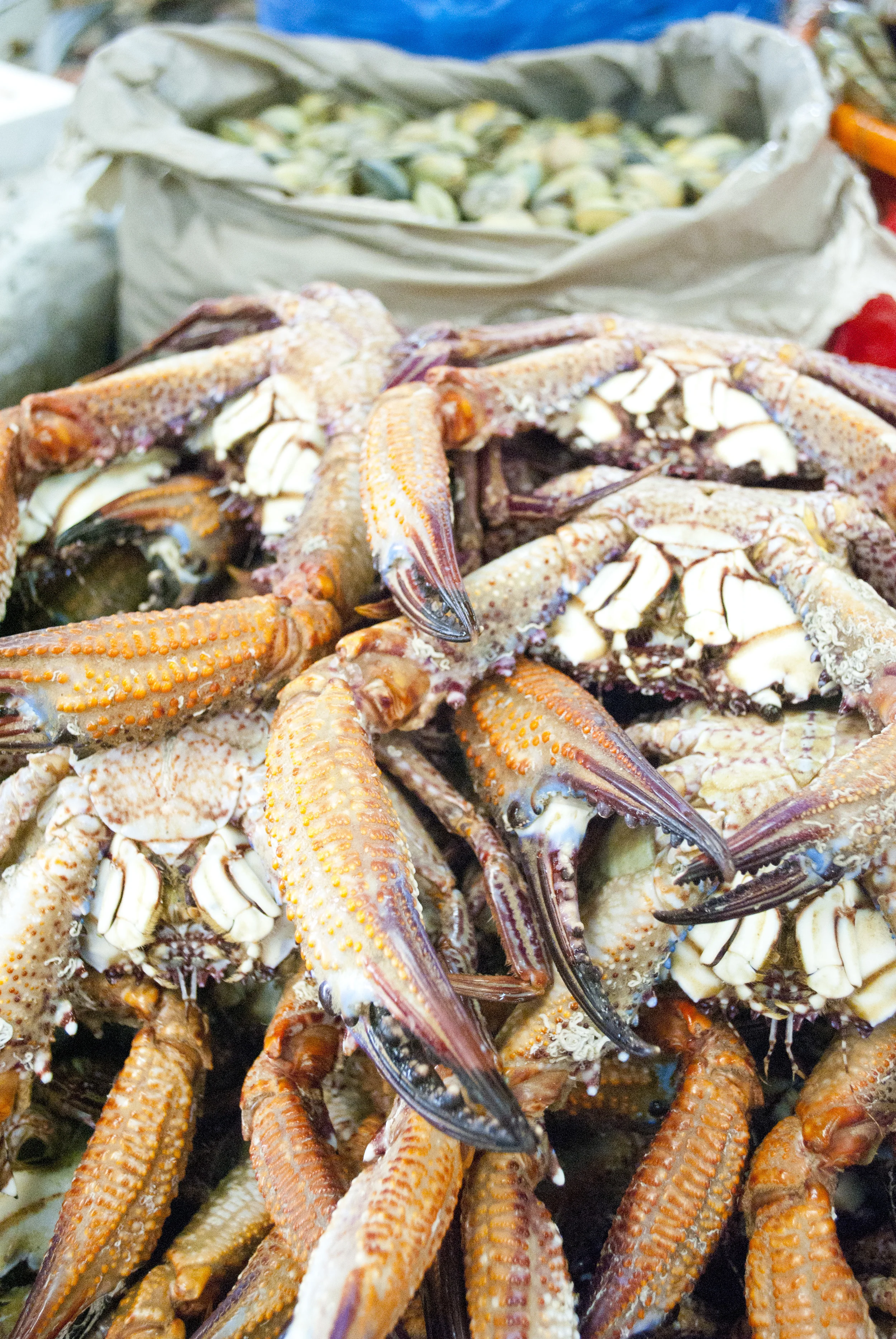 041411Dubai Crabs 1