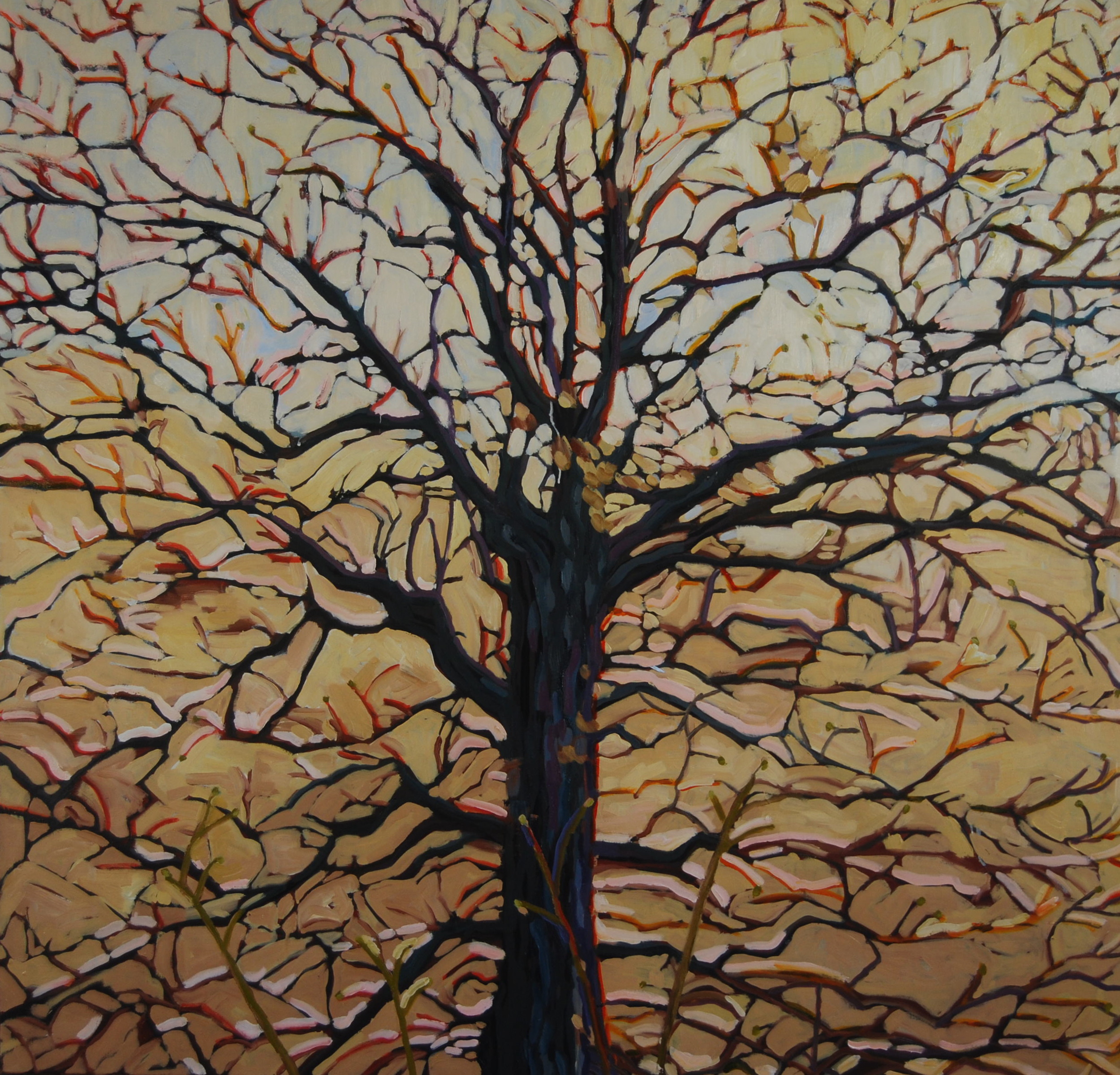 Oak
