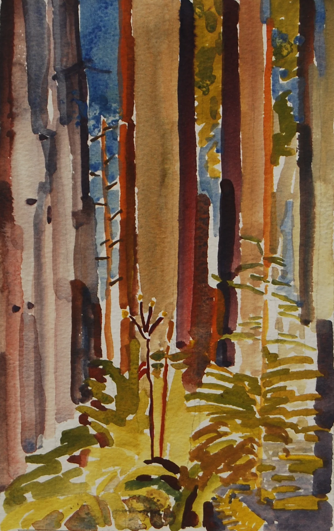Fern Canyon