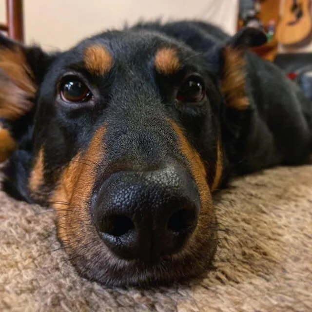 Love this dude. He&rsquo;s been earning lots of treats lately! #dogsofinstagram #goodboy #dogsoftulsa