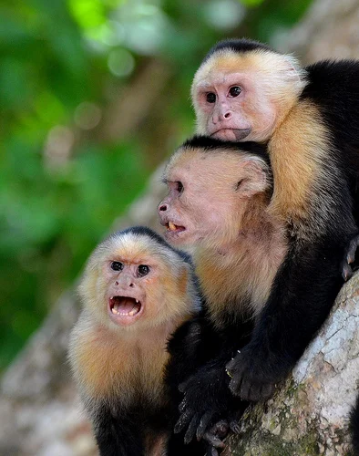 Monkeys & Team Management
