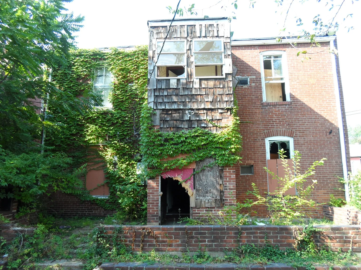 3114 Arsenal Ivy.JPG