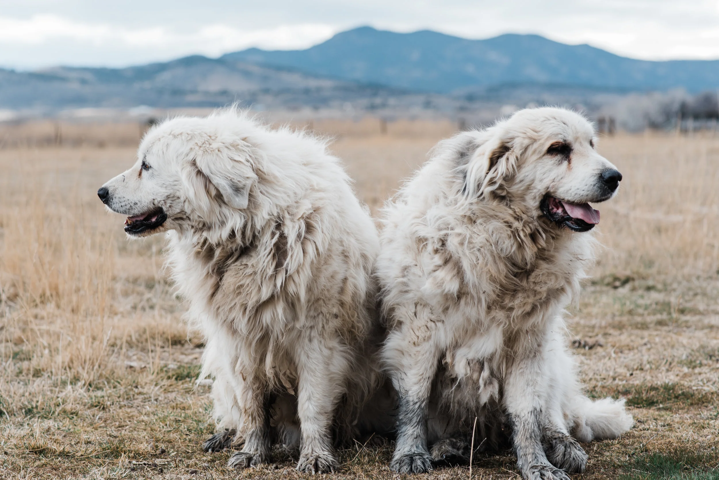 These two are brothers, and Atlas is on the right. Even though he could barely walk he still managed to wallow in some mud when we walked out into the pasture to take photos. I feel like this is a classic sibling shot, both looking the other way and neither looking at the camera.