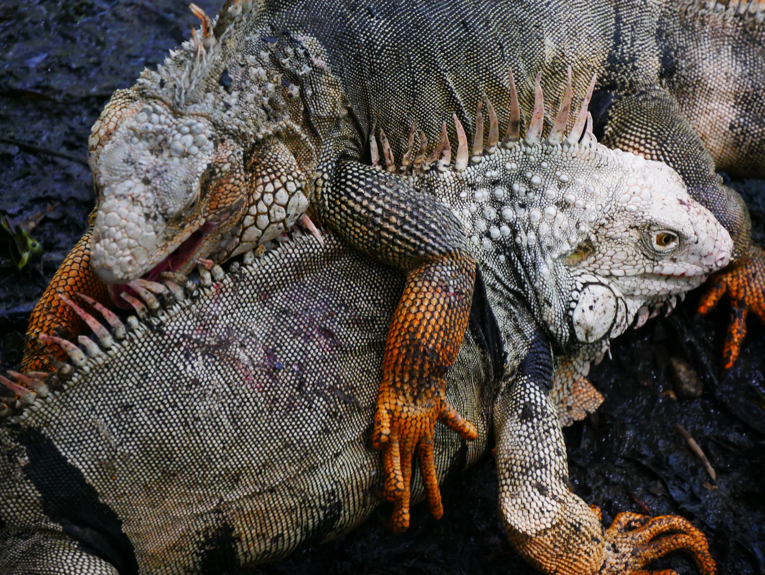  Scrapping Iguanas. Medellin Botanic Gardens 