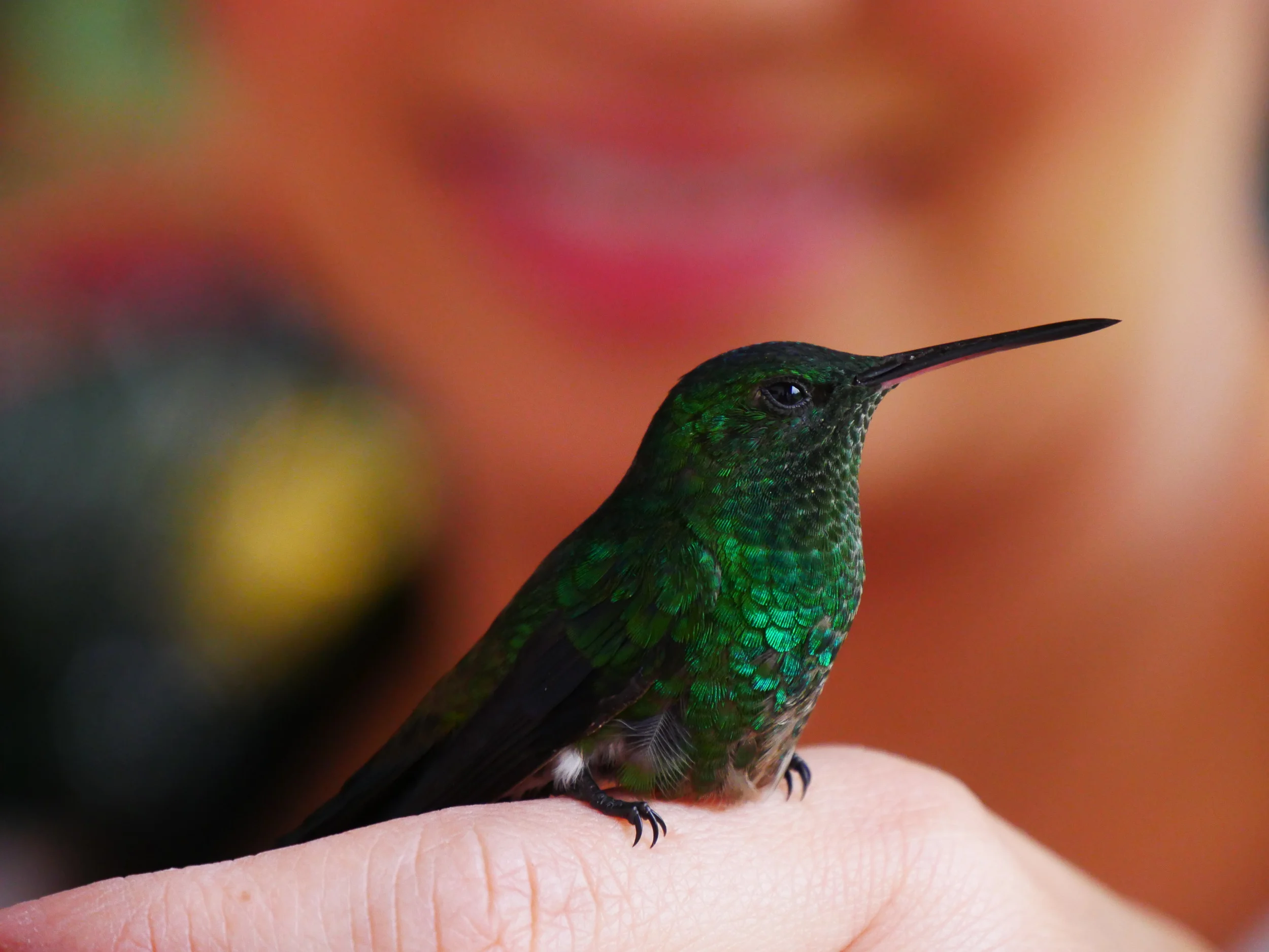  Friendly hummingbird. Jardin 