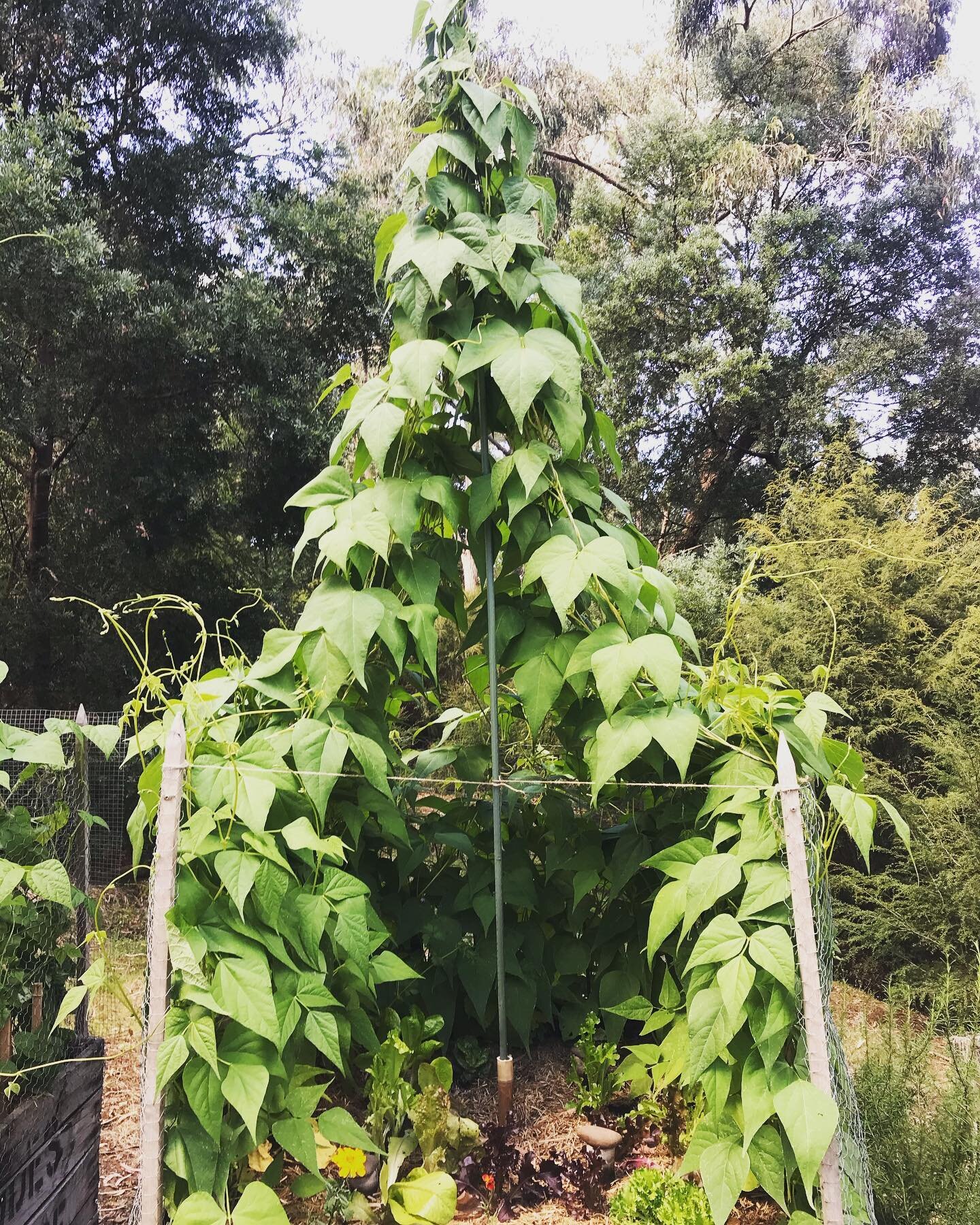 #SummerBliss 
#itsallaboutthesoil 

👊🏽 10 kilos of food waste transformed into fertile soil with every ZEA item purchased. 
🍅🍃🍏🍁🥦🍂🌱

SHOP NOW at
www.zeahungrygoods.com. 

#SowTheChange
#MakeSoilNotWar
#realfood
#growyourown
#urbangarden
#org