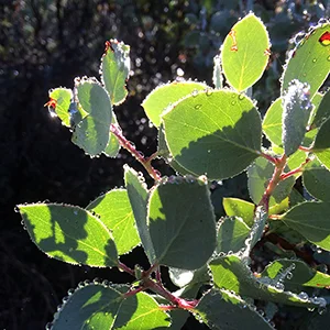 jade leaves_300.jpg