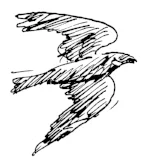 nighthawk sml.jpg