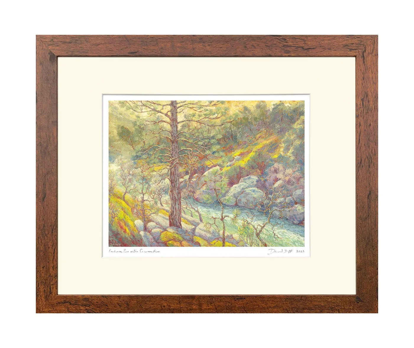 Ponderosa Pine on the Consumnes River ©David Yapp