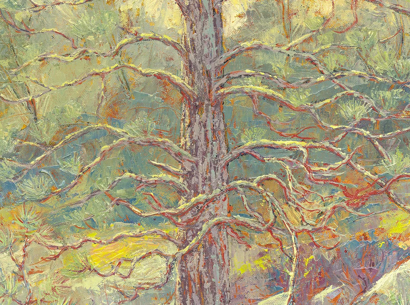 Ponderosa Pine on the Consumnes River ©David Yapp
