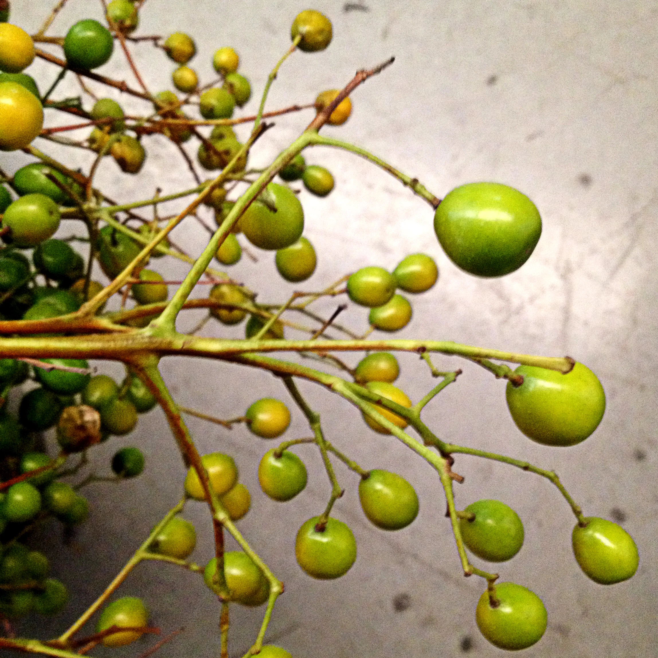 berries.jpg