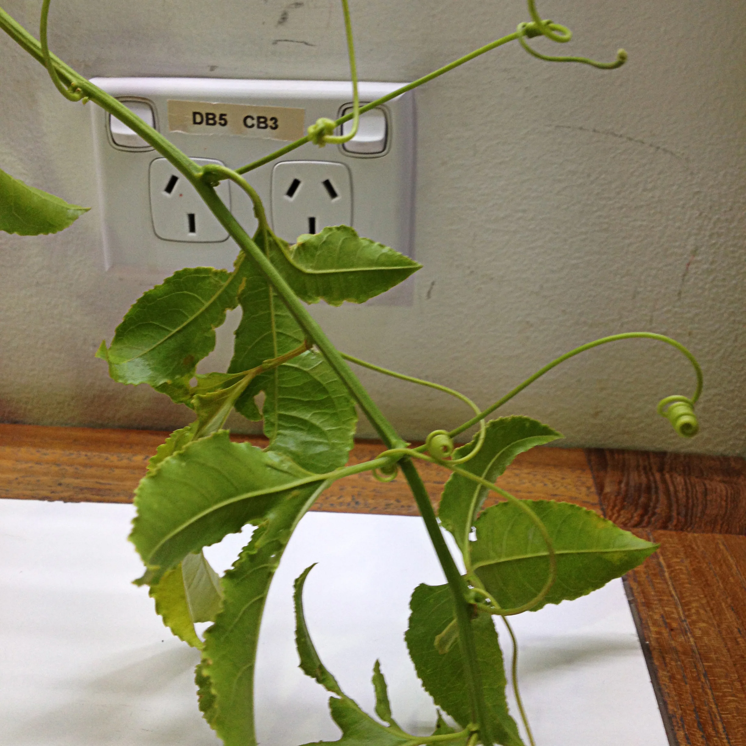 vines.jpg