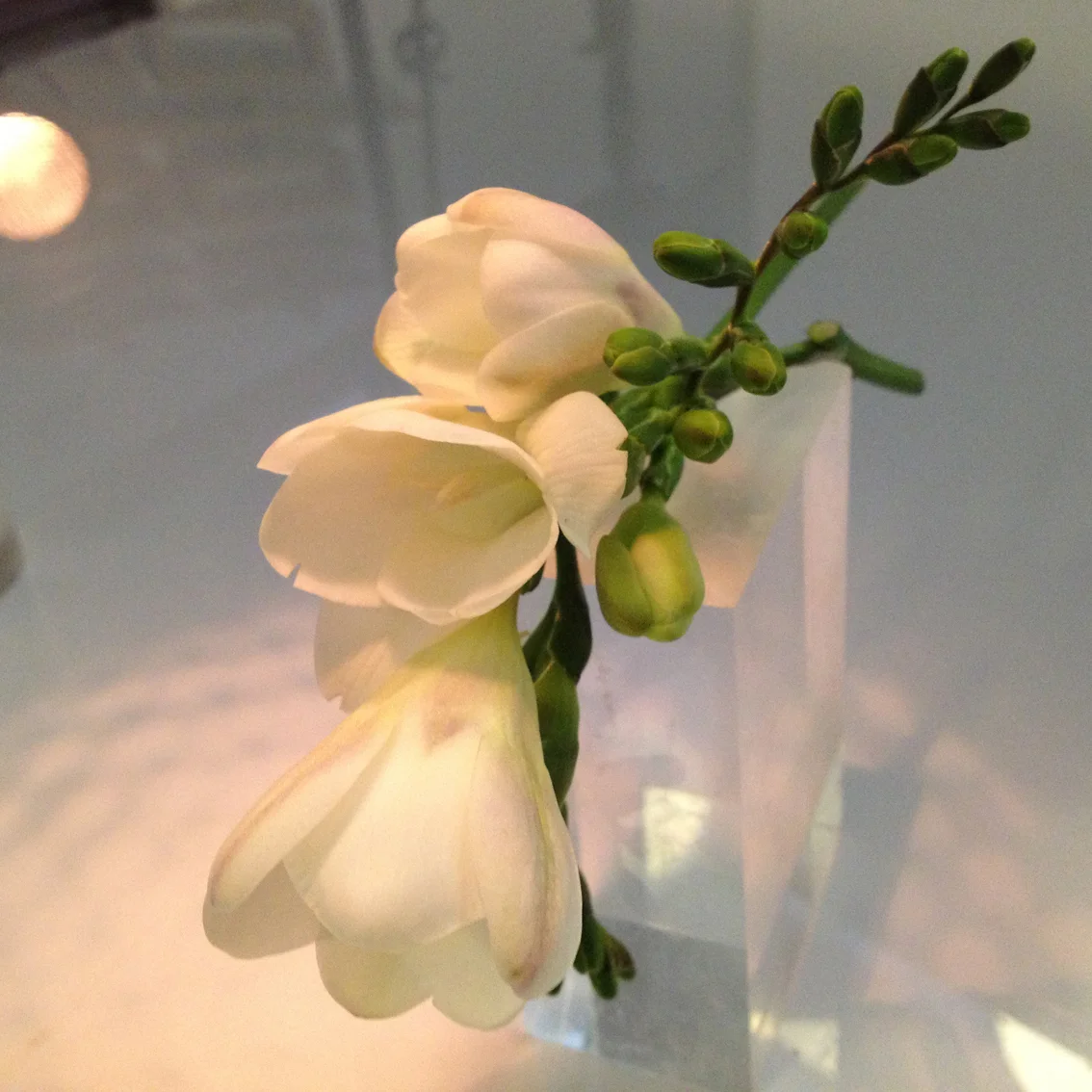 freesia.jpg