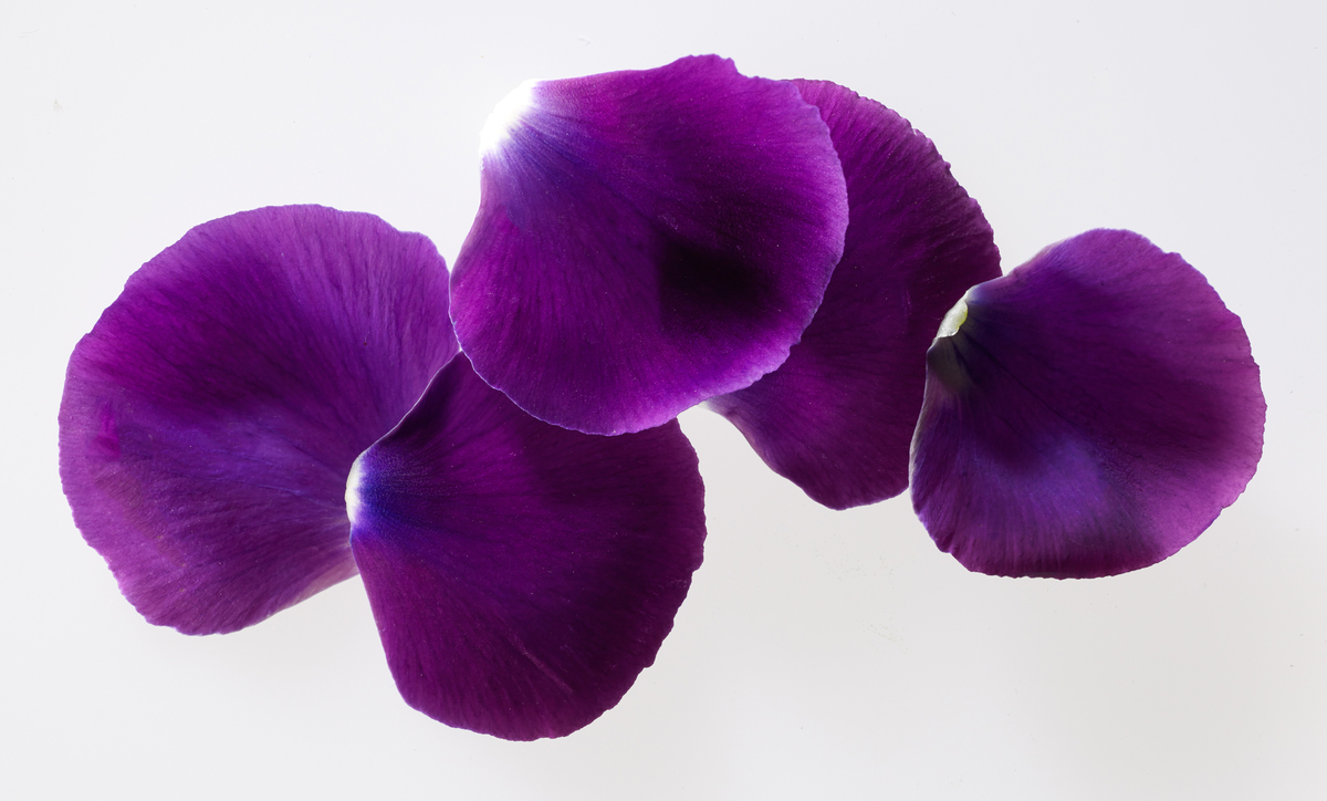 purple-petals-copy.jpg