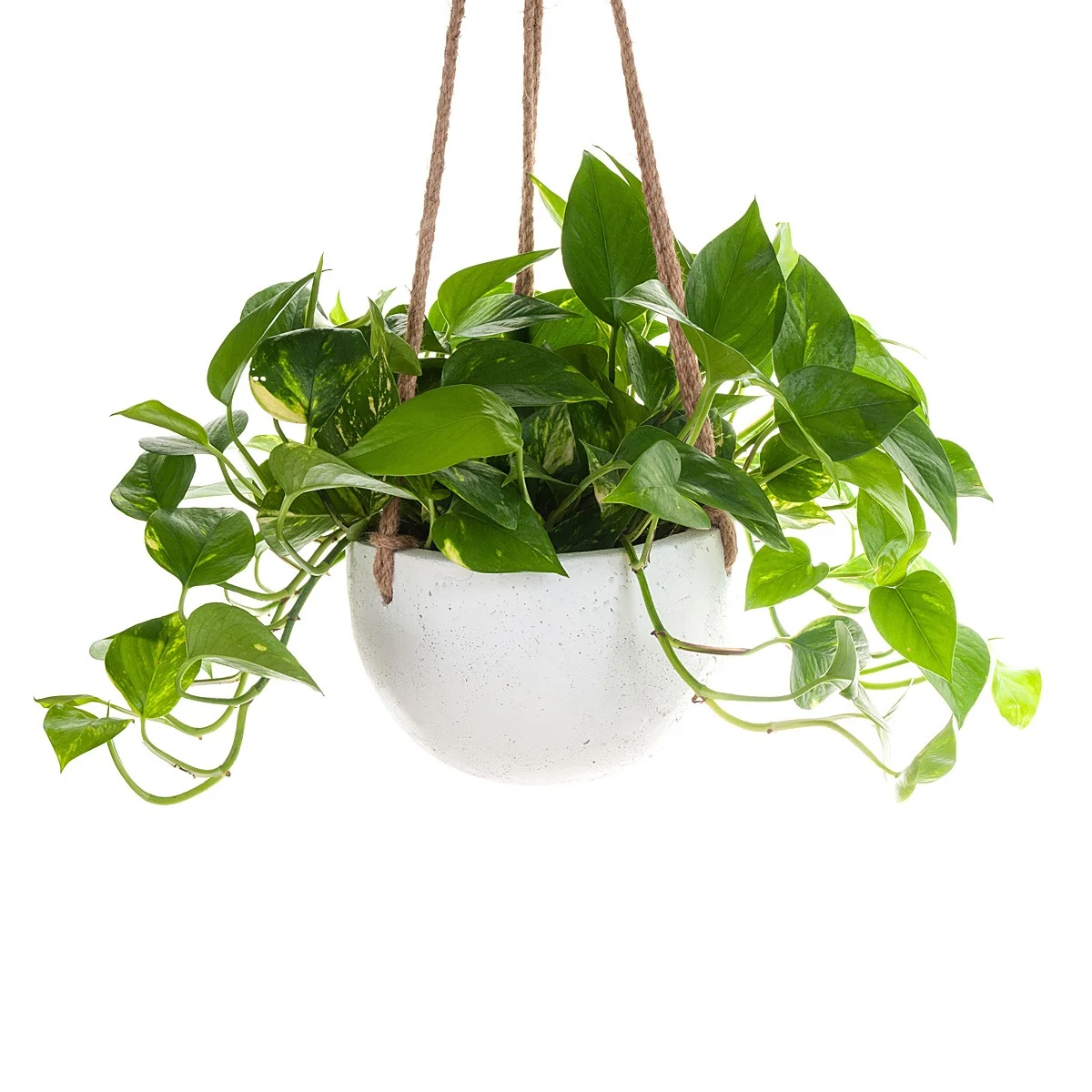 Devils Ivy