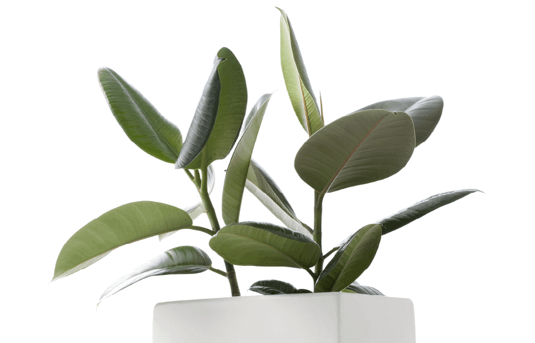 Rubber Plant