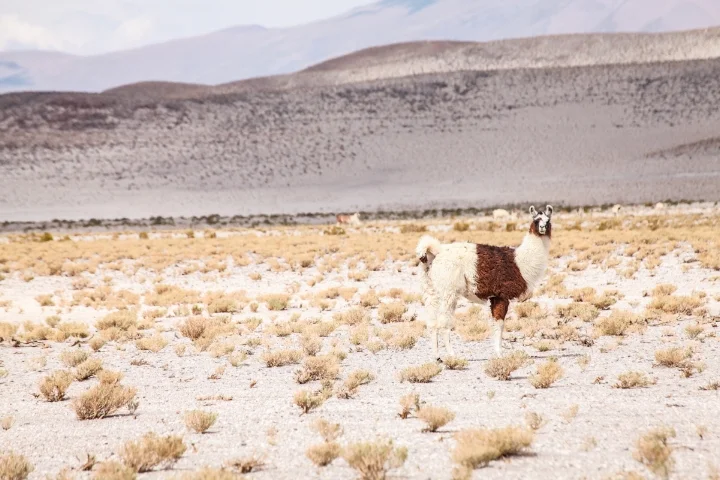Desert.jpg