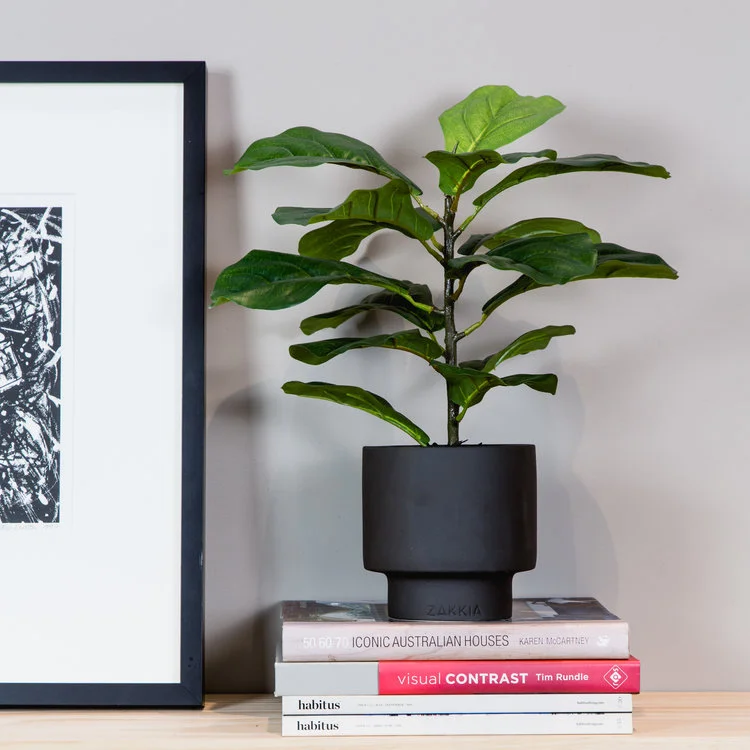 Fiddle+Leaf+Lily+Urban.jpg