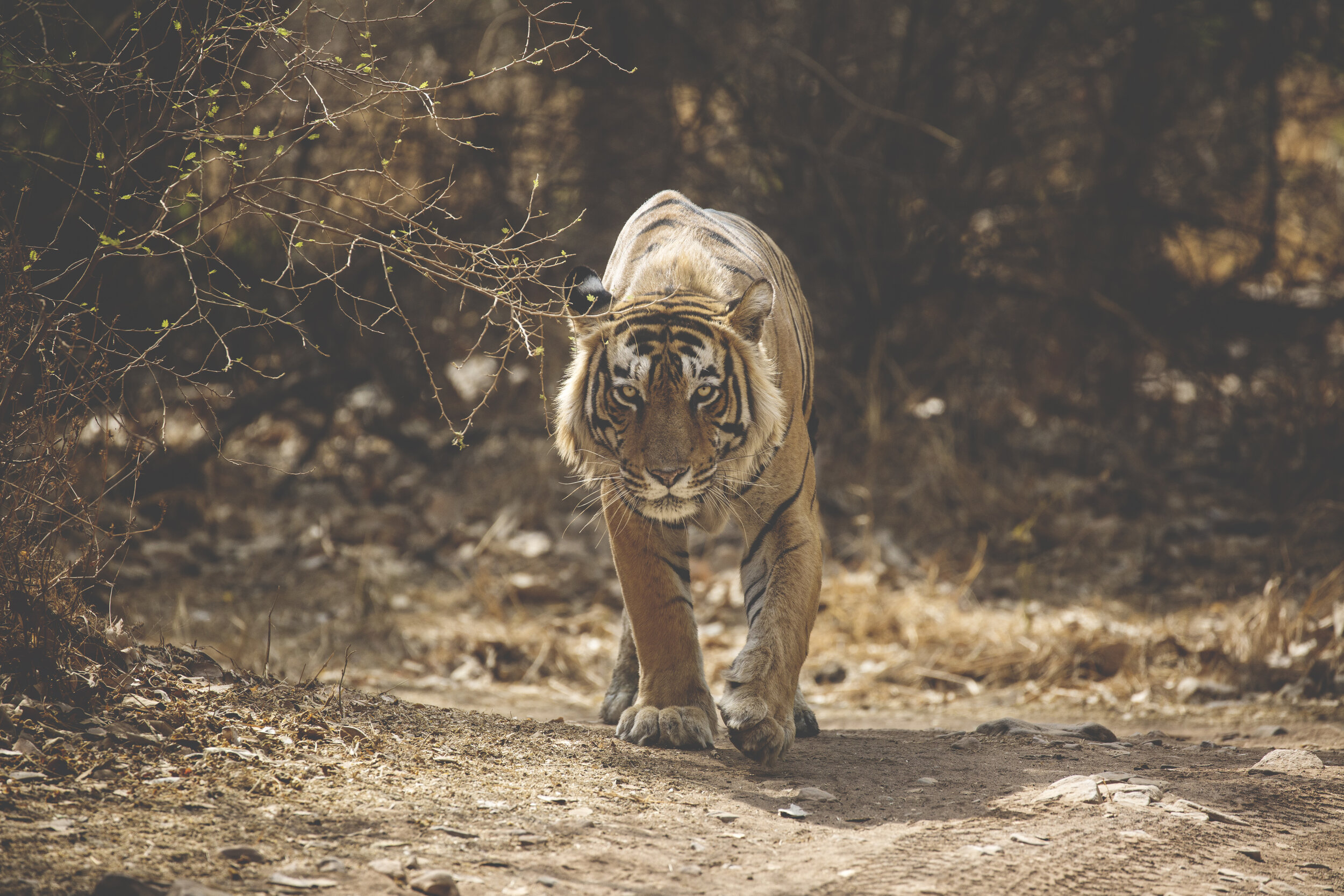 tigerstalk.jpg