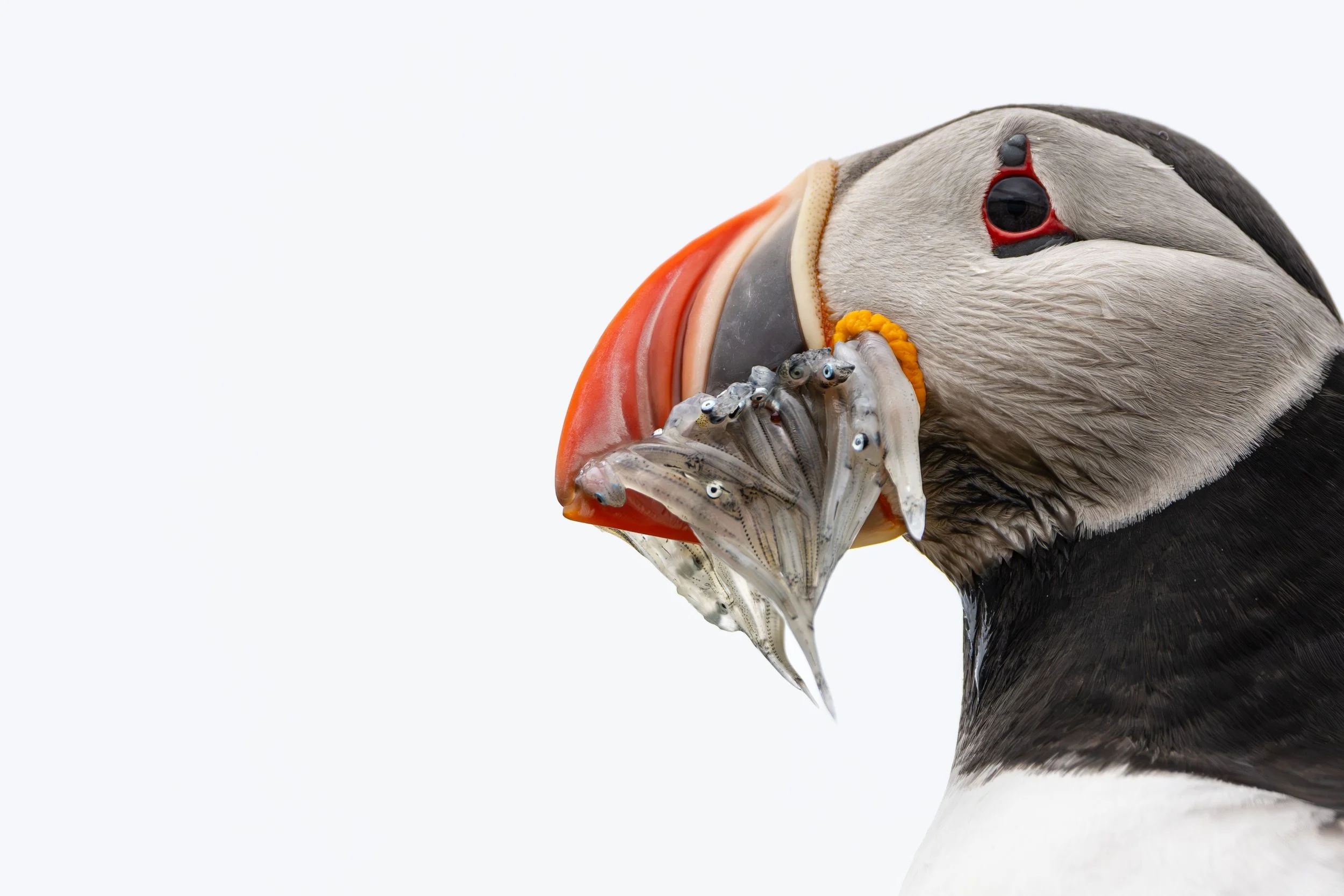 PUFFIN-1 2.JPG
