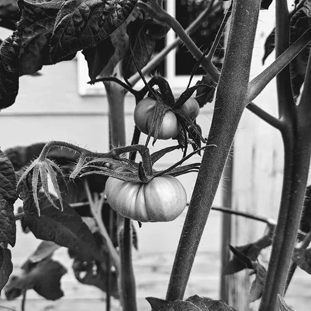 🍅 Nothing like being able to grow your own food 🍅
&bull;
&bull;
&bull;
#gardening #mygarden #mygardenlife #garden #gardenlife #growingtomatoes #tomatoes #tomatoes🍅 #homegrown #growyourfood #raisedgardenbeds #gardener #blackandwhite #googlepixel3 #