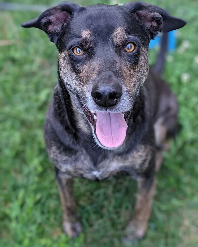 LOOK HOW HANDSOME OUR BUBBER BOI IS ❤️😍🥰🐕❤️
&bull;
&bull;
&bull;
#handsomeboi #bestdoggos  #doggos #doggosdoingthings #doggosbeingdoggos #dogsofinstagram #dogstagram #sohandsome #muttsofinstagram #hesohandsomewhatshisname #sterlingthemutt #special