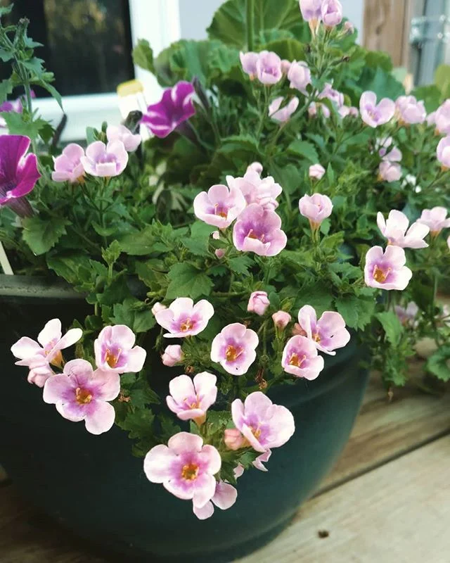 I know I've been posting WAY too many flowers this year, but gardening has truly become my therapy and it makes me happy. After the most insanely busy, stressful, and frustrating last week, all I wanna do is go play in my garden and watch all the ene
