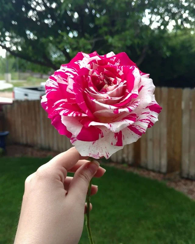 Rosy days 🌹 &middot;
&middot;
&middot;
#Colorado #coloradoliving #coloradolife #flowerstagram #rose🌹 #roses #rosesofinstagram #flowers #flower #flowerlovers #roselover #neildiamondrose #inbloom #vsco #🌹 #summer #summertime #iloveroses #mygarden #g