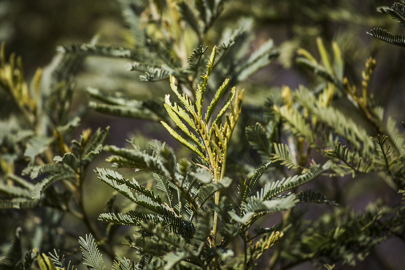 Deane's Wattle