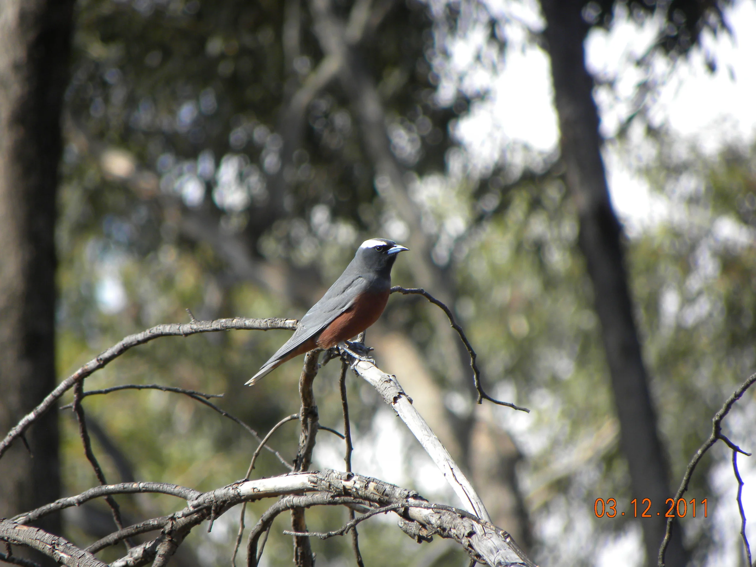 DSCN1688 - White Browed Wood Swallow.JPG