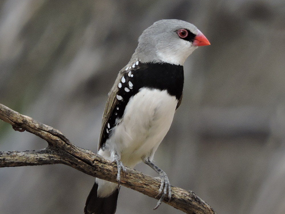Diamond Firetail